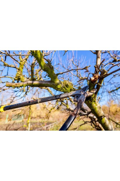 Айва яблуковидна Олена обрізка